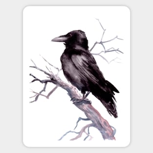 American Crow Sticker